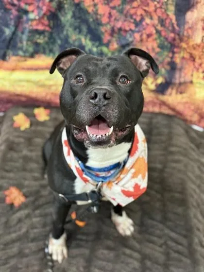 A young medium-sized male Black Mixed Breed dog named Shamu for adoption in Miamitown, OH