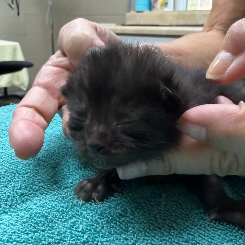 A baby small-sized male Black Domestic Short Hair cat named Floyd for adoption in Madisonville, KY