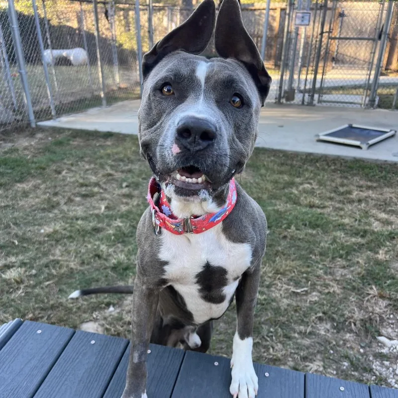 A young large-sized male Gray / Blue / Silver Pit Bull Terrier dog named Hondo for adoption in Spring, TX