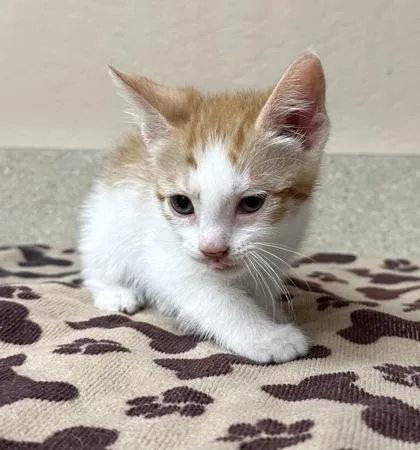 A young small-sized male Domestic Short Hair cat named Tangelo for adoption in Phoenix, AZ