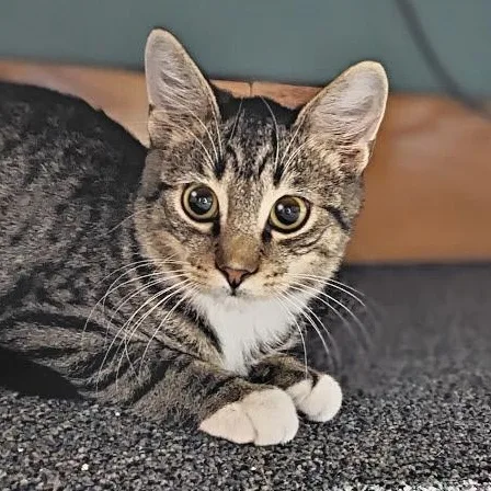 A baby medium-sized male Tabby (Brown / Chocolate) Tabby cat named Bagel for adoption in Shippenville, PA