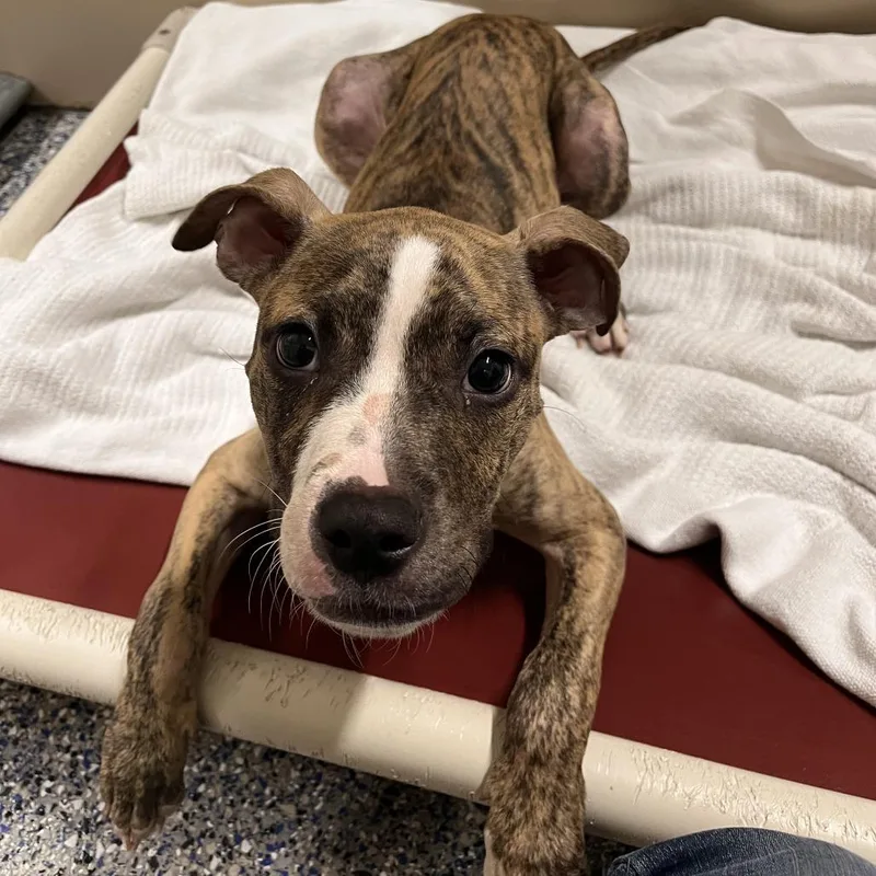 A young small-sized female Brown / Chocolate Mixed Breed dog named Chickadee for adoption in Fairport, NY