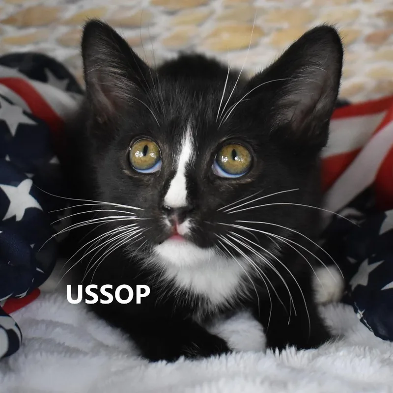 Ussop