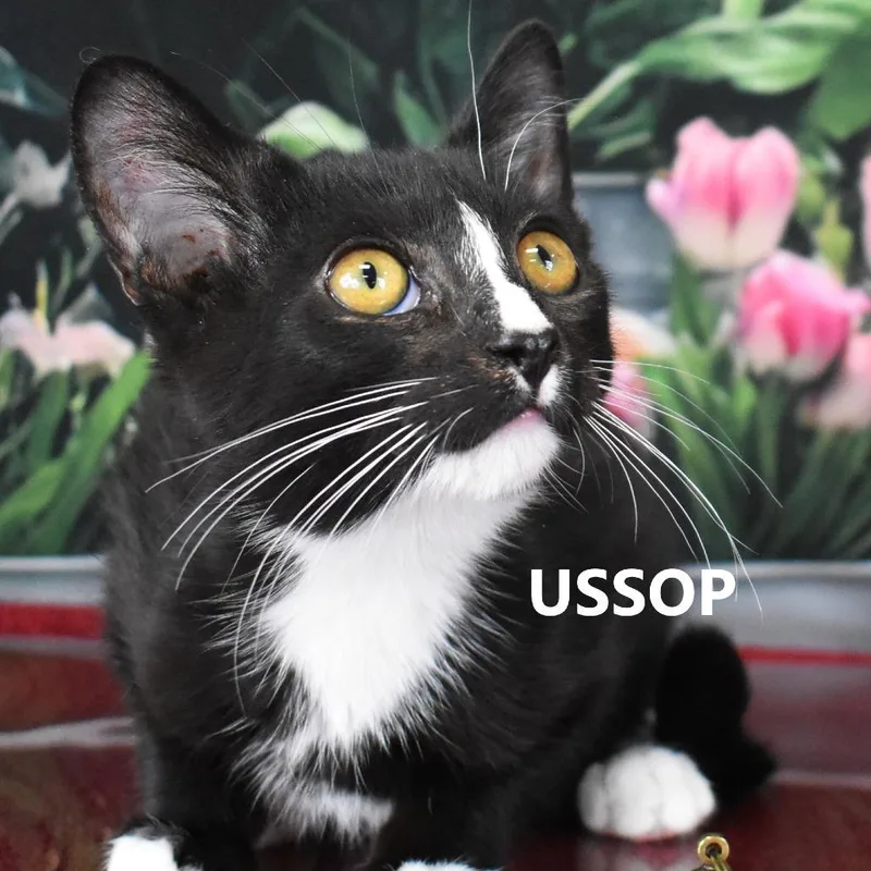 Ussop thumbnail 2