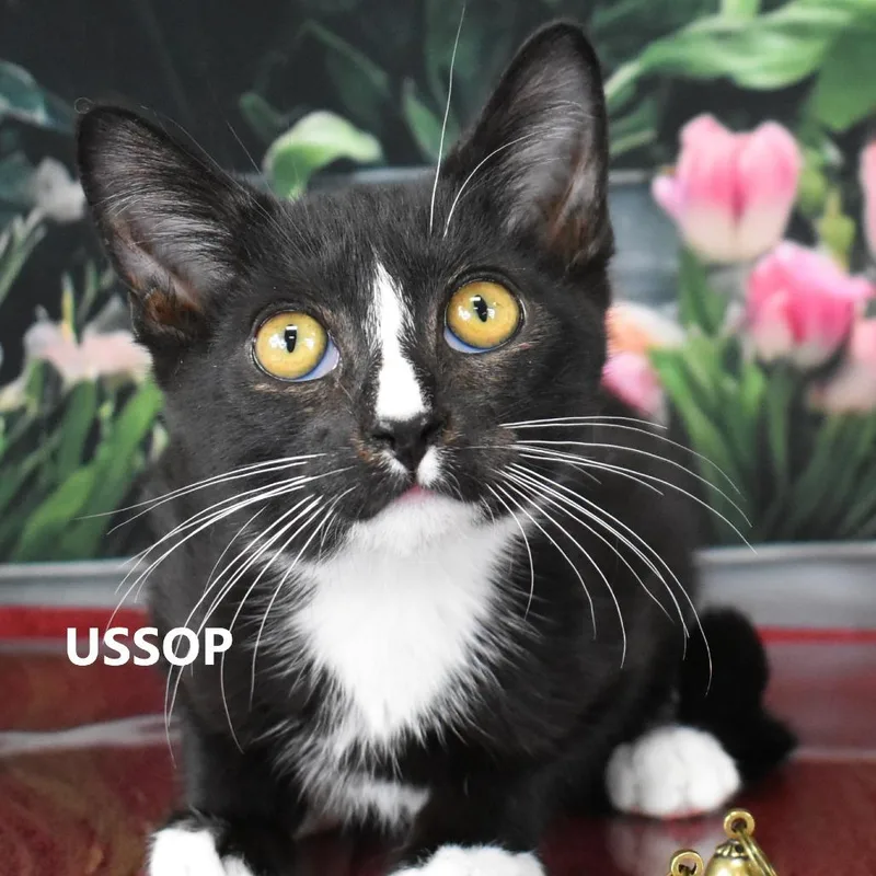 Ussop thumbnail 3