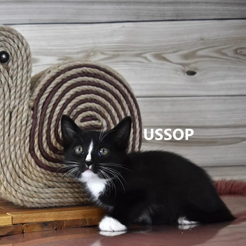 Ussop thumbnail 4