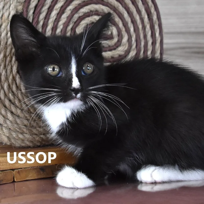 Ussop thumbnail 5