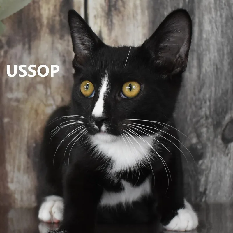 Ussop thumbnail 6