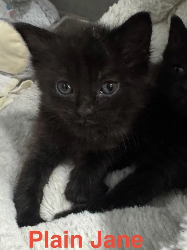 Plain Jane