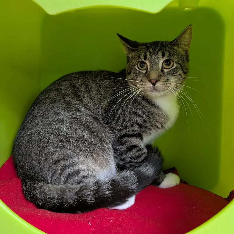 A young medium-sized male Brown / Chocolate Domestic Short Hair cat named Rocket for adoption in Brookfield, WI