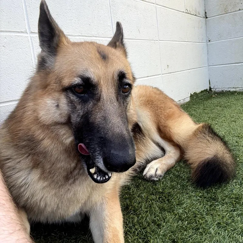 Morticia thumbnail 2