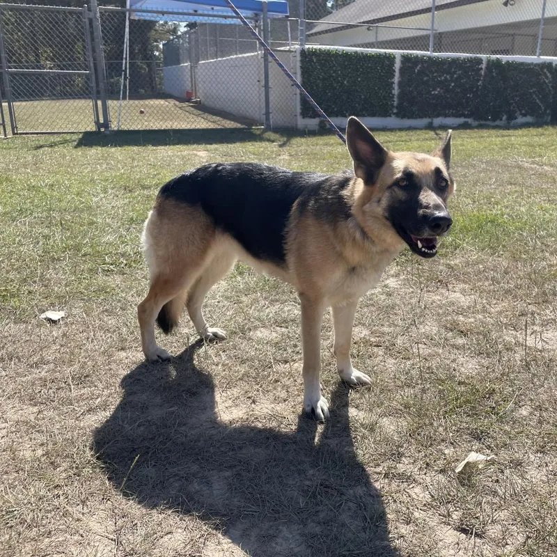 Morticia thumbnail 4