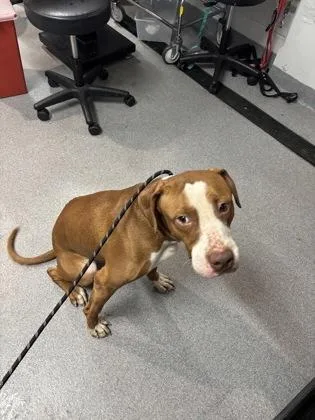 An adult medium-sized male Mixed Breed dog named Mr Brown for adoption in West Chester, PA