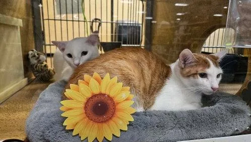 A baby small-sized female Domestic Short Hair cat named Zola & Zol for adoption in Mount Royal, NJ
