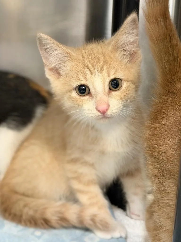 A baby medium-sized male Domestic Short Hair cat named Chicken for adoption in Menomonie, WI