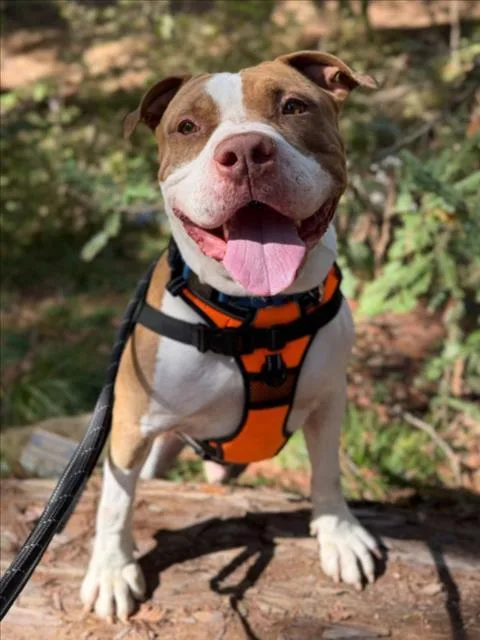 An adult medium-sized male Pit Bull Terrier dog named Kratos for adoption in Woodland, CA