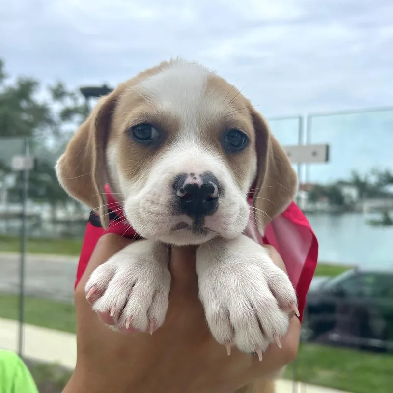 A baby small-sized female White / Cream Anatolian Shepherd dog named Phyllis for adoption in Tampa, FL