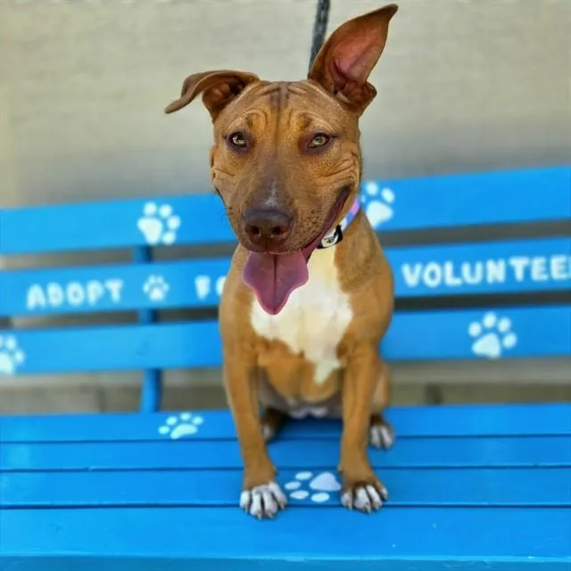 A young small-sized female Bull Terrier dog named Bonbon for adoption in Long Beach, CA