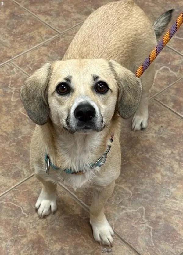 A young small-sized female Dachshund dog named Rae for adoption in Littleton, CO