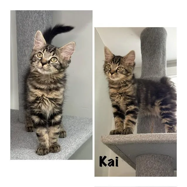A baby small-sized male Domestic Short Hair cat named Kai for adoption in Westminster, MD