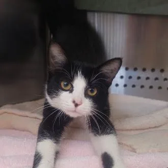 A baby small-sized female Black Domestic Short Hair cat named Slinky for adoption in Lynchburg, VA