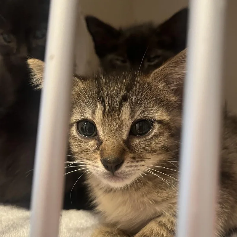 A baby small-sized female Brown / Chocolate Domestic Short Hair cat named Godiva for adoption in San Antonio, TX