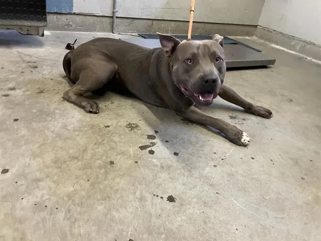 A young medium-sized male Pit Bull Terrier dog named Grayson for adoption in Camarillo, CA