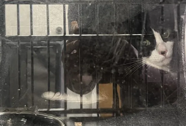 An adult small-sized male Domestic Long Hair cat named Mayo for adoption in Upper Marlboro, MD
