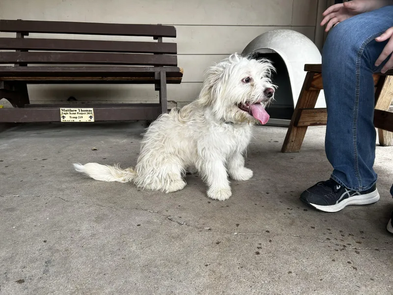 A young small-sized male White / Cream Terrier dog named Kit for adoption in Plano, TX