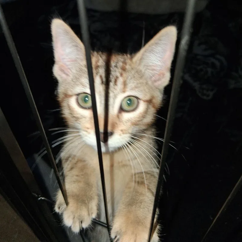A baby small-sized female Brown / Chocolate Domestic Short Hair cat named Stella for adoption in Long Beach, CA