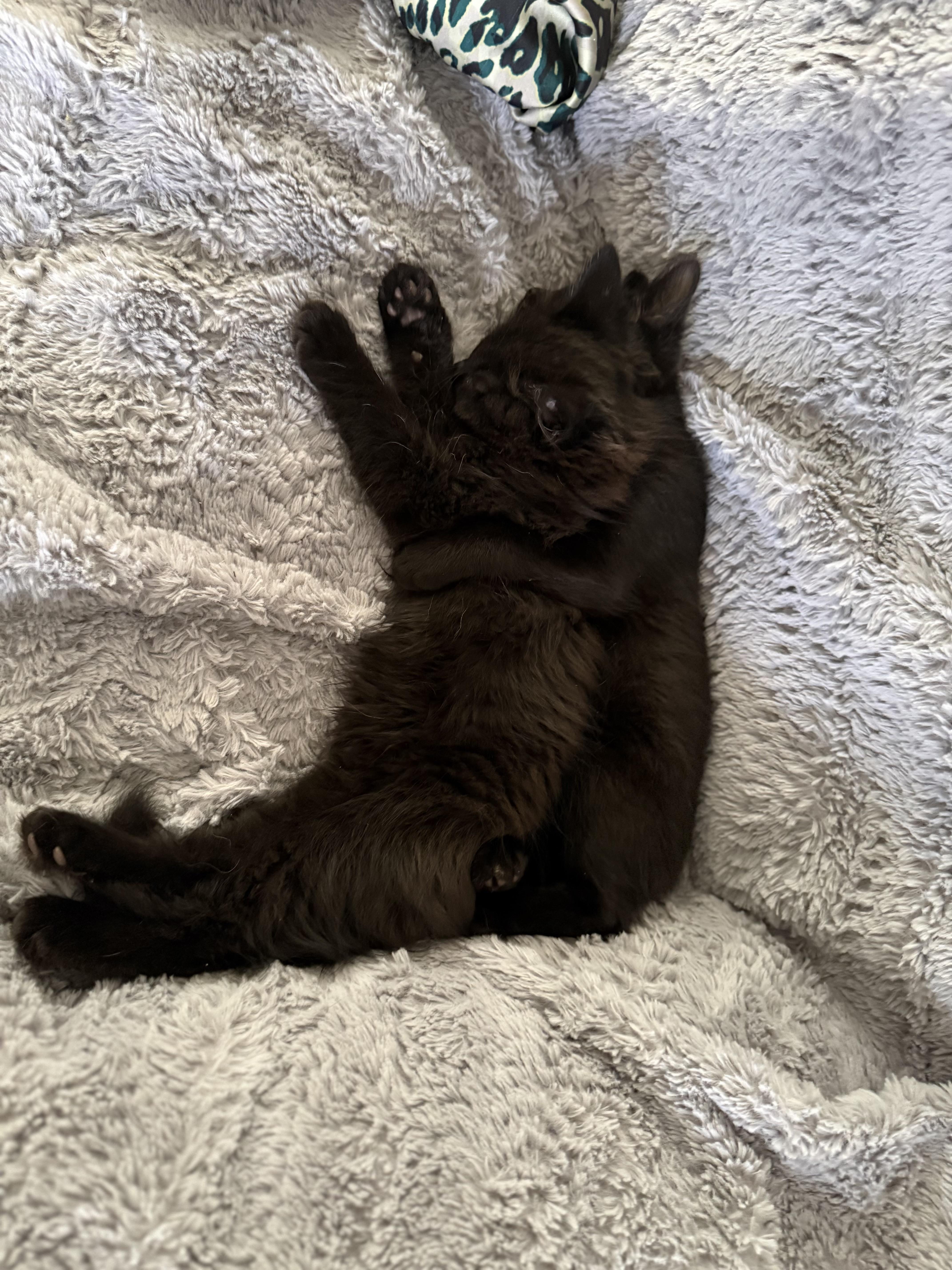 A baby medium-sized male Black American Shorthair cat named Miles and Peter for adoption in Massillon, OH