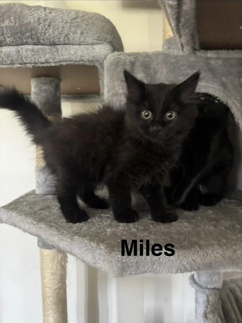 Miles and Peter thumbnail 2