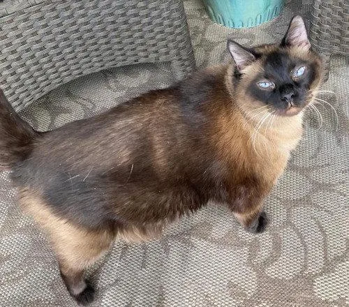 An adult medium-sized male Siamese cat named Baboo PSP for adoption in Oakland Park, FL