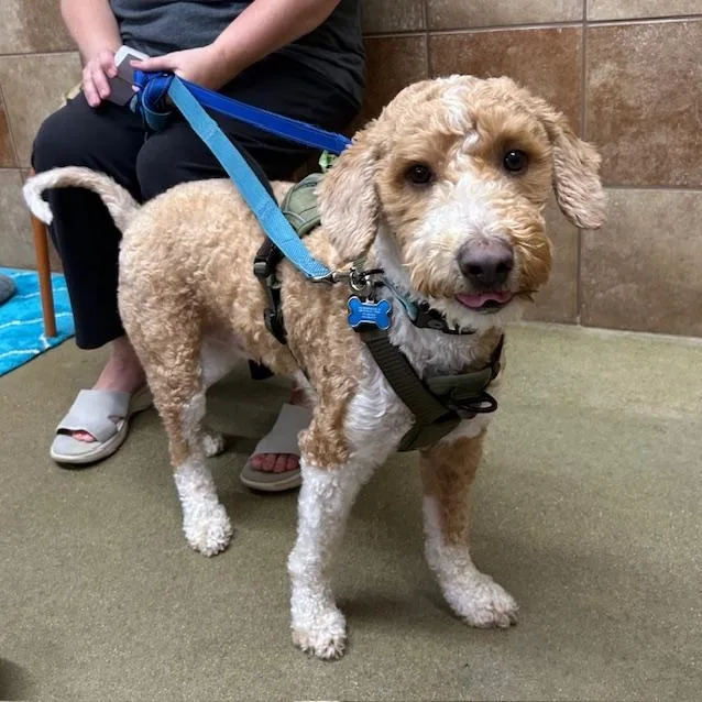 An adult medium-sized male Yellow / Tan / Blond / Fawn Miniature Poodle dog named Goose for adoption in Stanhope, NJ