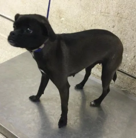 An adult small-sized female Pug dog named Misty for adoption in Riverside, CA