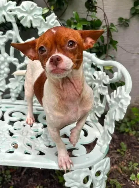 A baby small-sized female Red / Chestnut / Orange Chihuahua dog named Cookie for adoption in Gulfport, MS