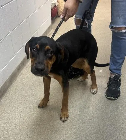 A baby medium-sized male Rottweiler dog named Gypsy for adoption in Palm Coast, FL
