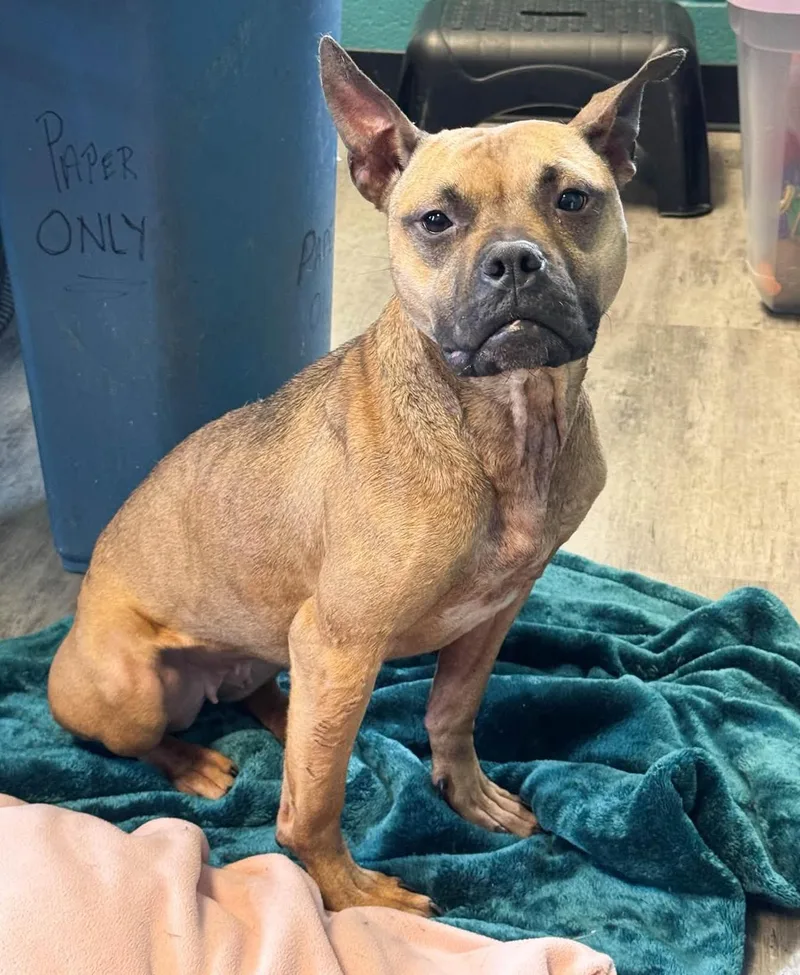 An adult medium-sized female Golden French Bulldog dog named Penny for adoption in Euclid, OH