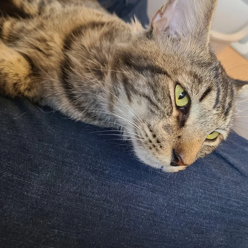 An adult medium-sized male Tabby (Brown / Chocolate) Domestic Short Hair cat named Marzipan for adoption in Queen Creek, AZ