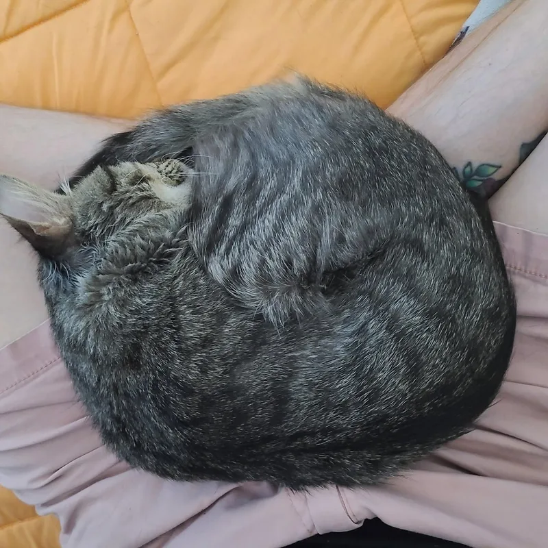 Marzipan thumbnail 3