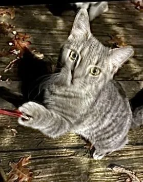 A young medium-sized male Gray / Blue / Silver Domestic Short Hair cat named Junior and Charcoal for adoption in Seven Valleys, PA