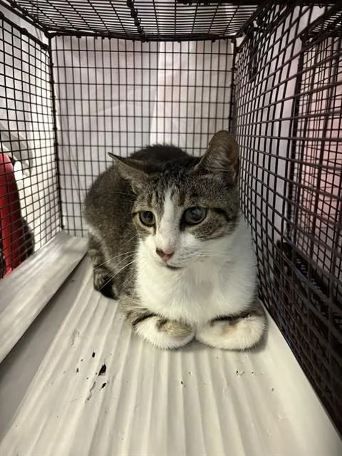 An adult small-sized male Domestic Short Hair cat named Thomas for adoption in Miami, FL