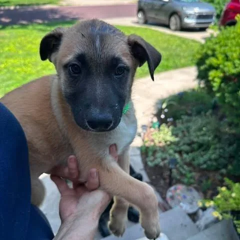 A baby large-sized female Yellow / Tan / Blond / Fawn German Shepherd Dog dog named Julia for adoption in Overland Park, KS