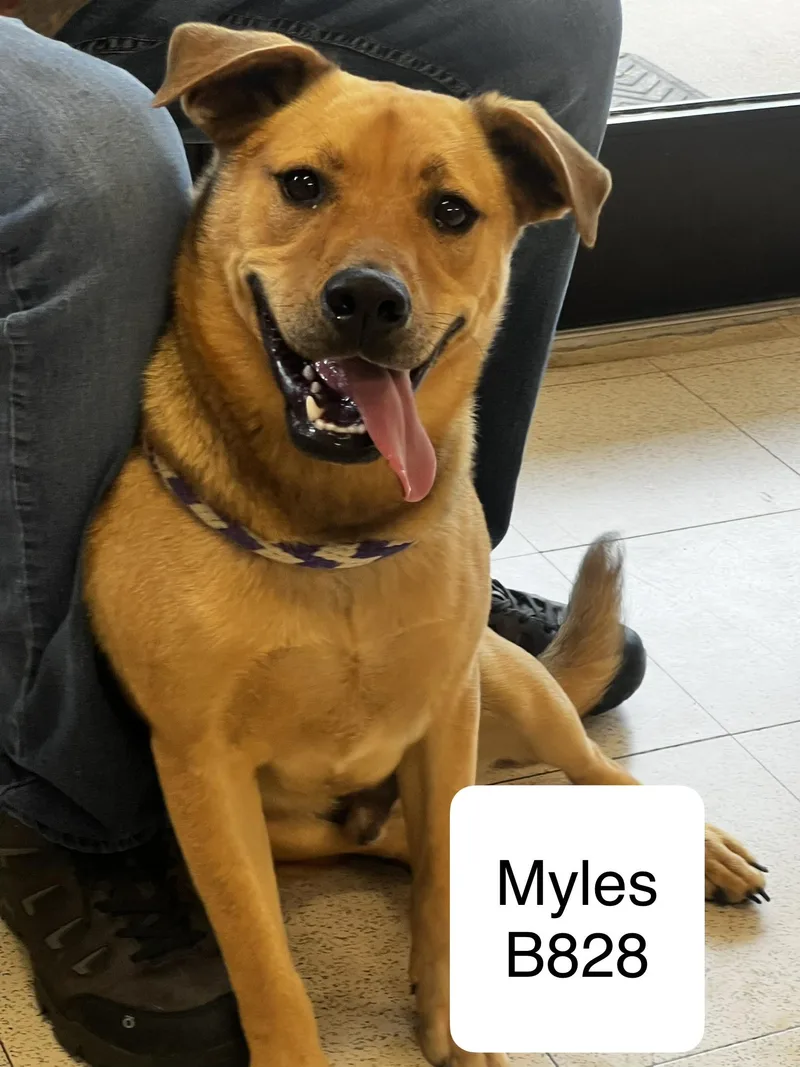 Myles