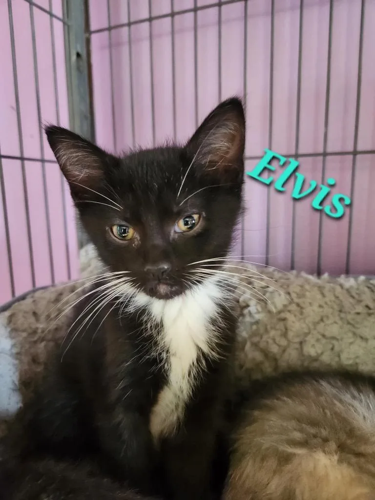 A baby small-sized male Domestic Short Hair cat named Elvis for adoption in Cambridge, MD
