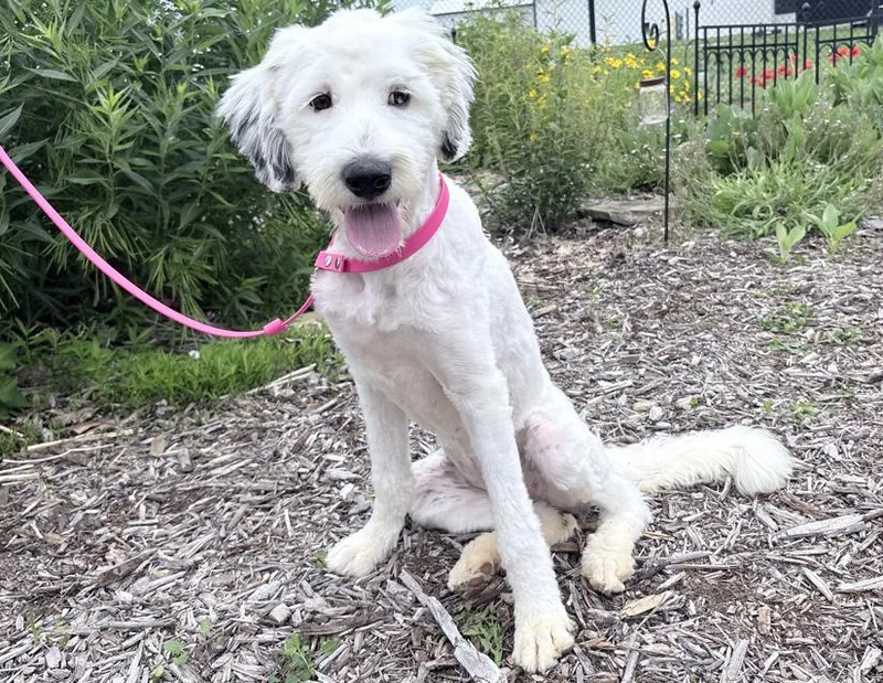 A young medium-sized female White / Cream Poodle dog named Marcie for adoption in Columbus, IN