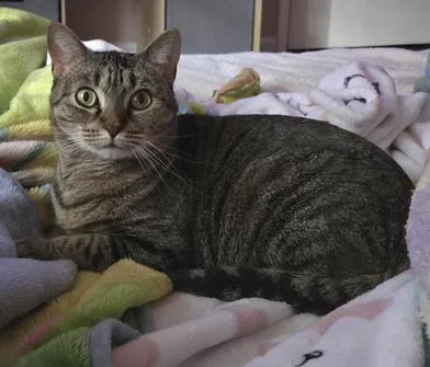 An adult medium-sized female Tabby (Brown / Chocolate) Tabby cat named Tiki for adoption in Liverpool, TX