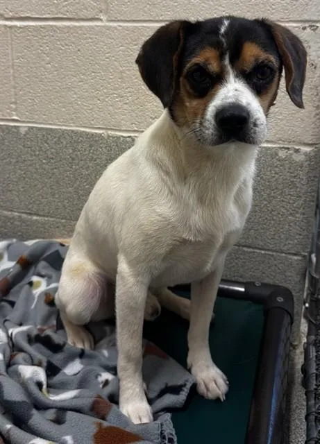 An adult small-sized male Beagle dog named Bingo for adoption in Statesville, NC