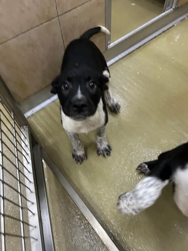 A young small-sized male Black Mixed Breed dog named Pepe for adoption in Hobbs, NM