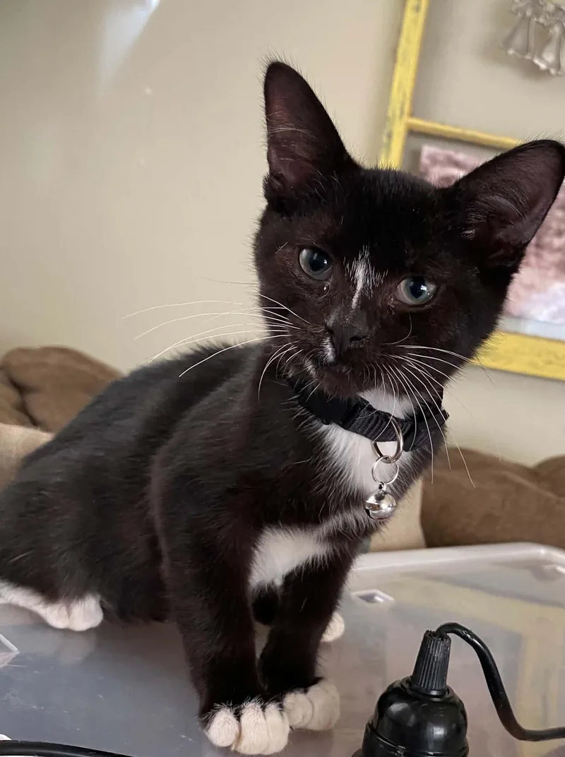 A baby medium-sized male Black & White / Tuxedo Domestic Short Hair cat named Sirius for adoption in Ludington, MI